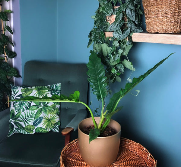 Philodendron Narrow Escape Tiger Tooths