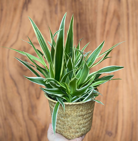 Chlorophytum Comosum Variegatum Spider Plant 