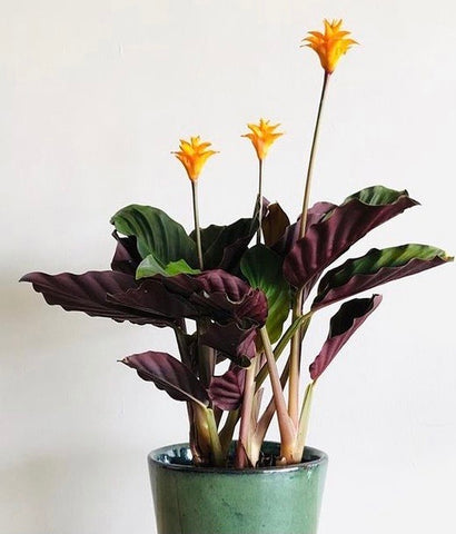 Calathea Crocata - Tassmania Orange 35 cm