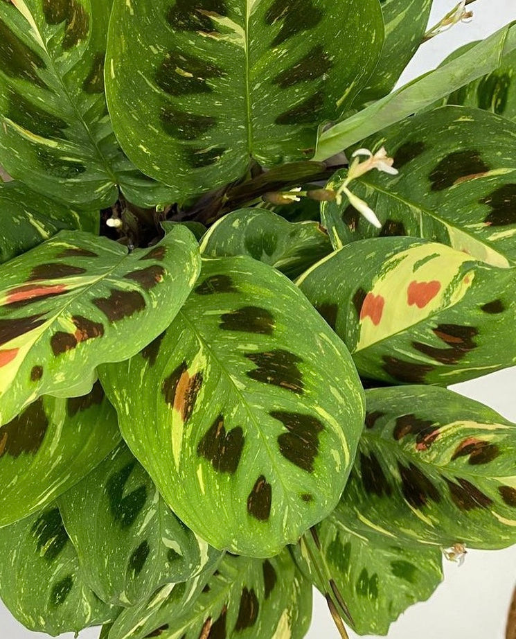 maranta leuconeura variegata Maranta Leuconeura Variegata Prayer Plant 30 cm – Green Charm House of  Plants