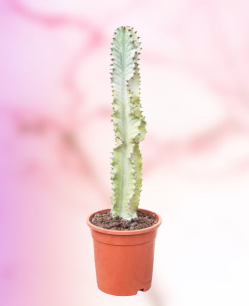 Euphorbia Ingens Variegata White Ghost Euphorbia 45 cm