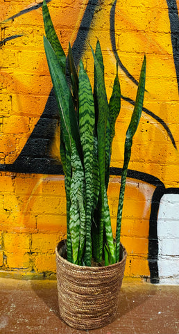 Sansevieria Zeylanica 100 Easy Care Large Plant 