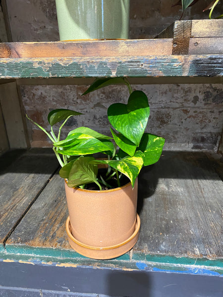 Epipremnum Aureum Golden Pothos Devils Ivy Trailing Easy Care Plant 25cm