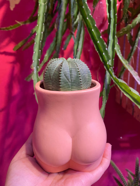 Euphorbia Obesa Basketball Plant Sea Urchin Living Baseball Plant