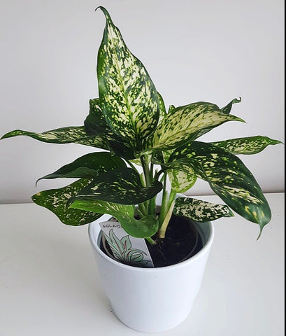 Aglaonema ‘First Diamond’ - Chinese Evergreen Green