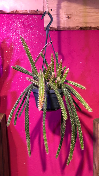 Aporocactus Malisonii Hanging Cactus Disocactus Martianus