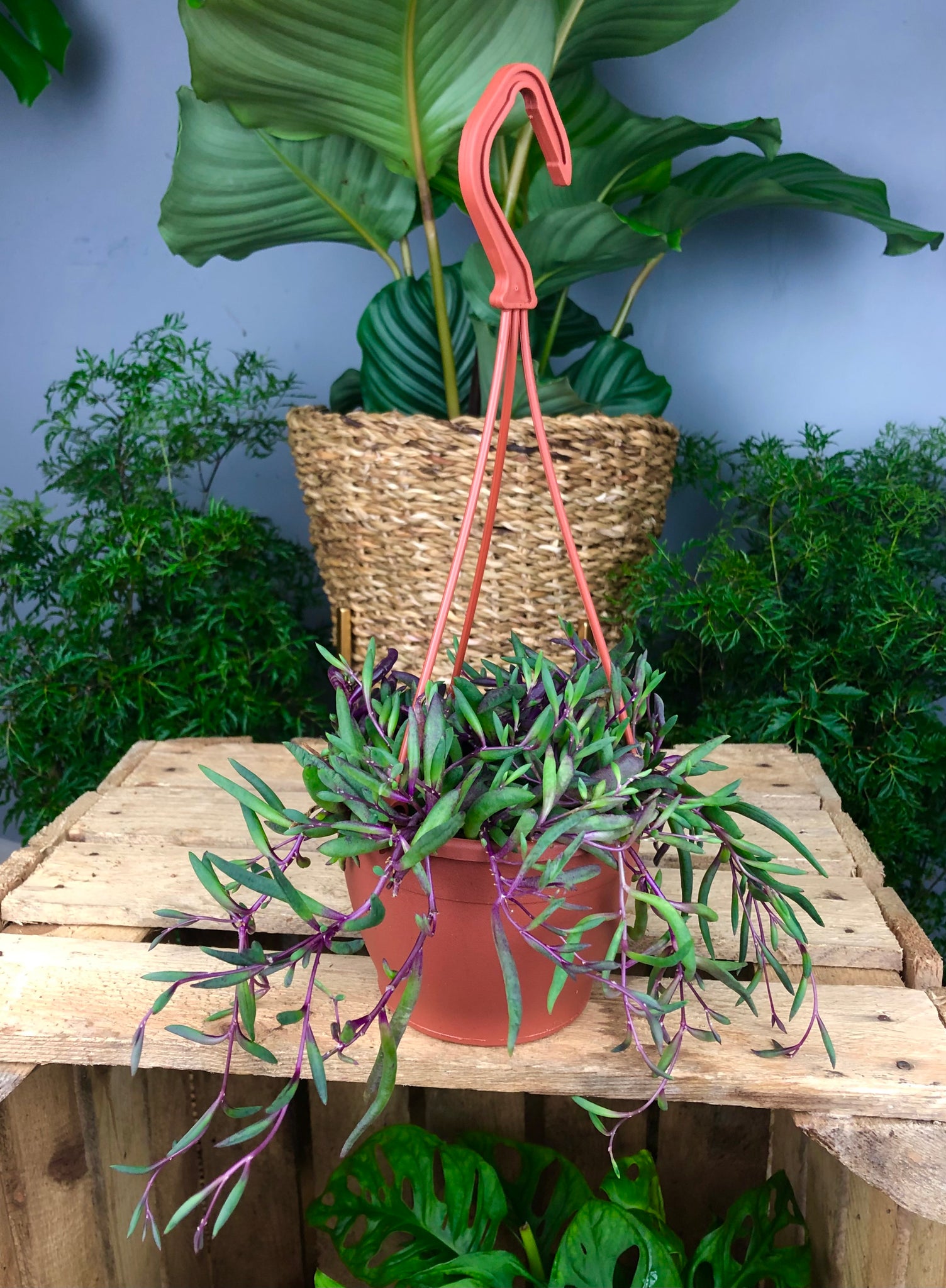Senecio Herreianus Purple Flush - String of Banana’s 20cm