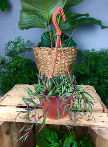 Senecio Herreianus Purple Flush - String of Banana’s 20cm