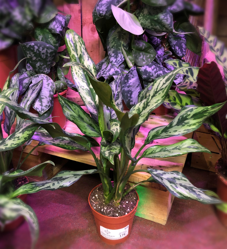 aglaonema juliette Aglaonema Miss Juliette Chinese Evergreen 50cm – Green Charm House of Plants