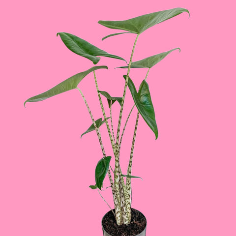 Alocasia Zebrina 65 cm