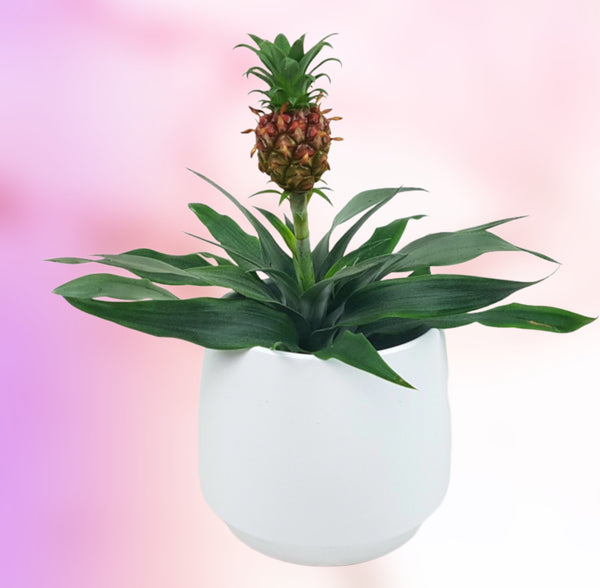 Ananas Corona Brazilian Red Pineapple Plant 35cm