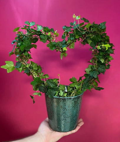 Hedera Helix Heart Shaped Green Ivy 40cm