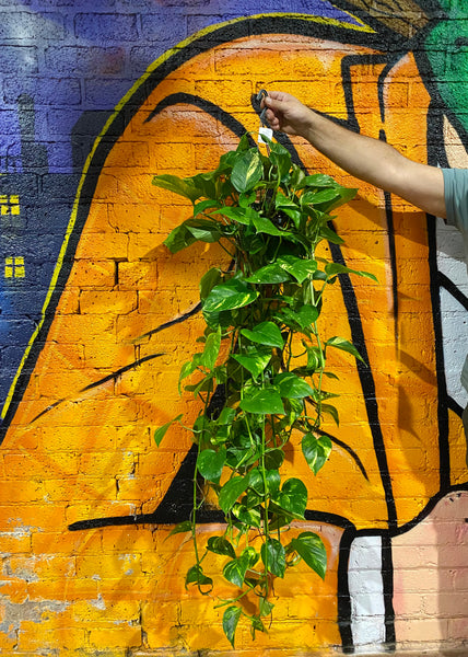 Epipremnum aureum Golden Pothos Devils Ivy Trailing Hanging Plant 45 cm - 100 cm