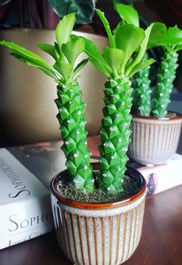sausage plant succulent Monadenium Guentheri Baby Sausage Spurge Euphorbia Guentheri 20cm – Green Charm House of Plants