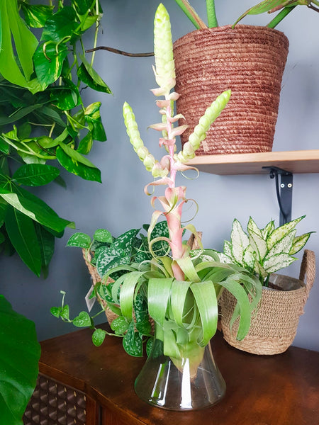 Tillandsia Samantha in Glass vase 50cm XL Air Plant Award Winner