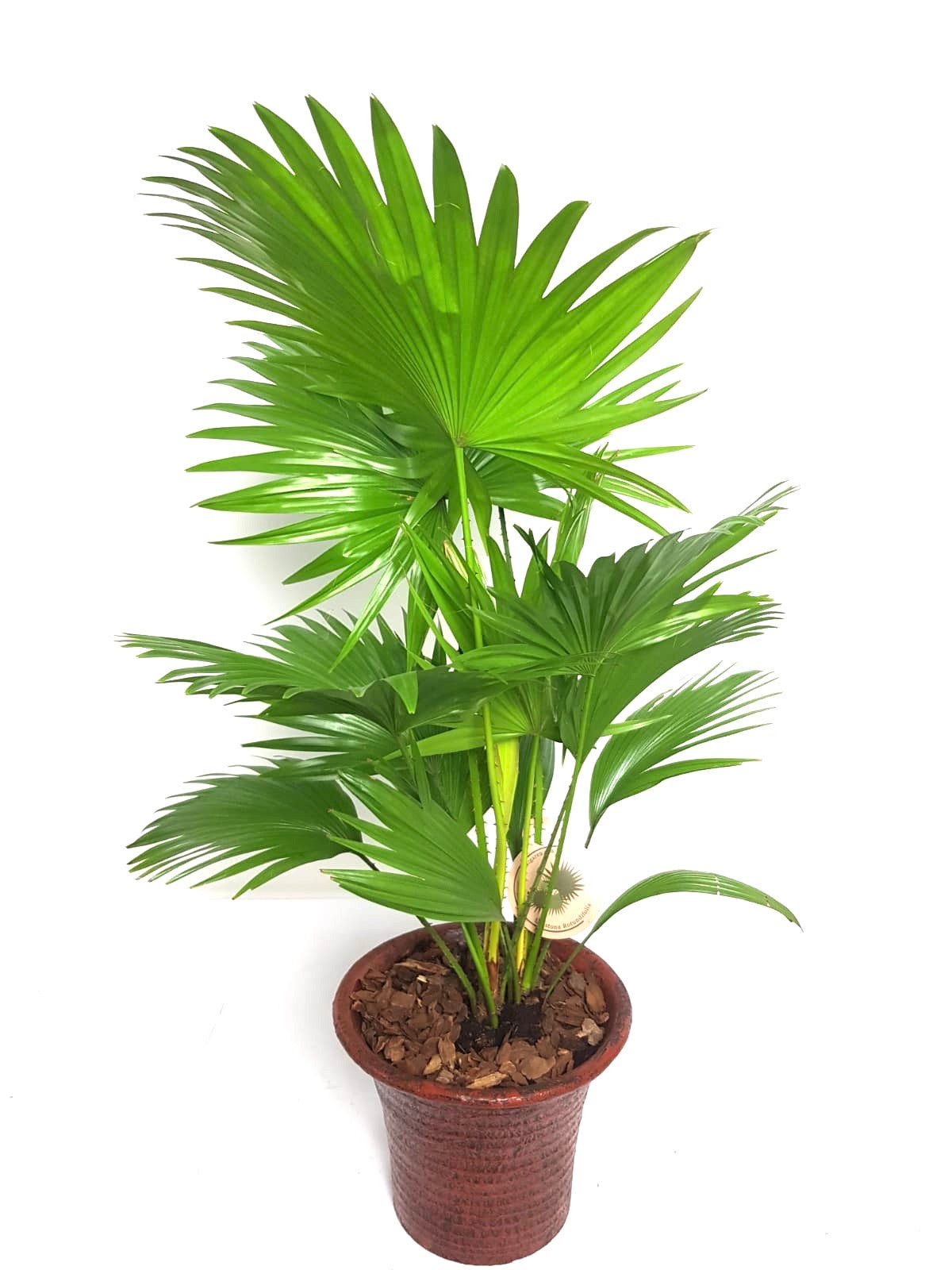 Livistona rotundifolia ‘Footstool’ Palm 75cm