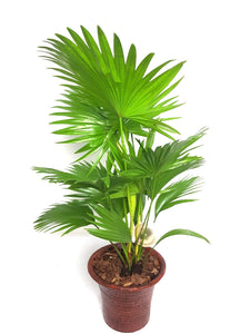 Livistona rotundifolia ‘Footstool’ Palm 75cm