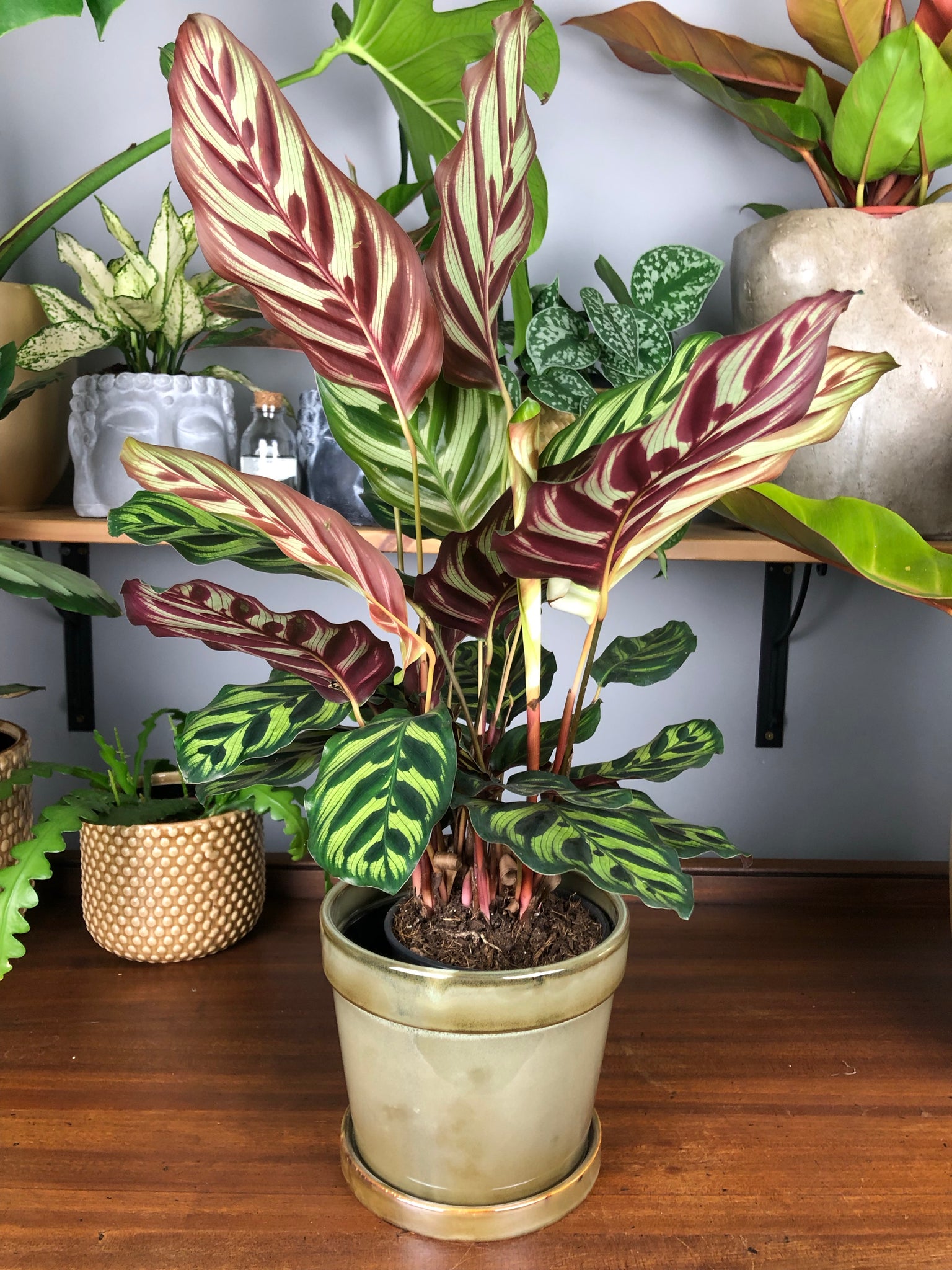 is a peacock plant a prayer plant Calathea Makoyana Peacock Plant Prayer Plant Cathedral Windows 30