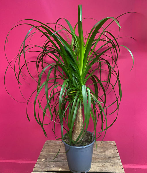 Beaucarnea Recurvata Nolina Tall Ponytail Palm 90 cm