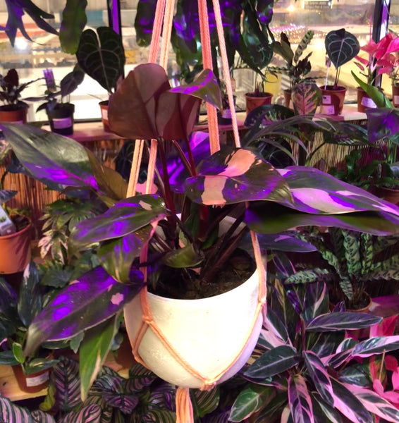 Rare Philodendron Erubescens Pink Princess 40 cm