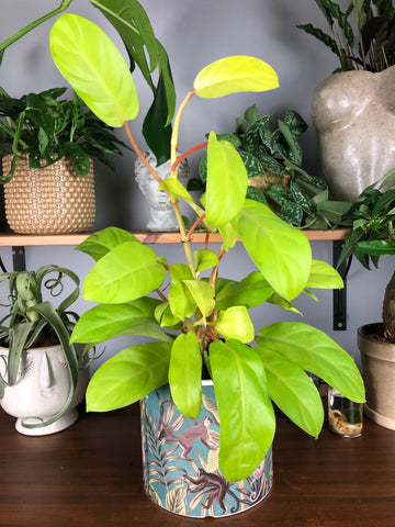 Philodendron Malay Gold 50 cm