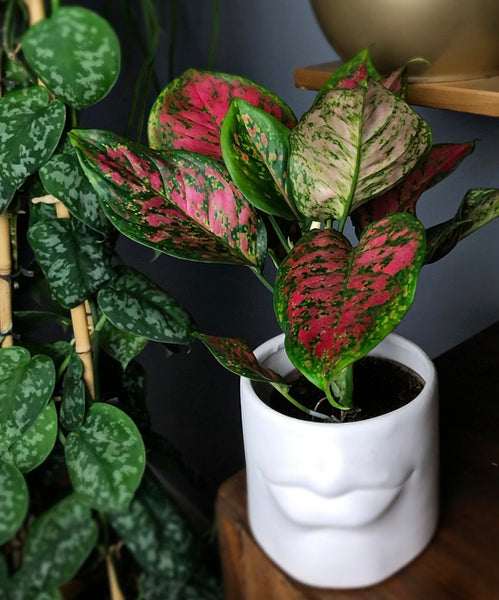 aglaonema spotted Aglaonema Spotted Star Chinese Evergreen 30 cm – Green Charm House of Plants