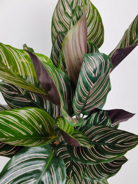 Calathea Ornata Sanderiana Prayer Plant Pink 