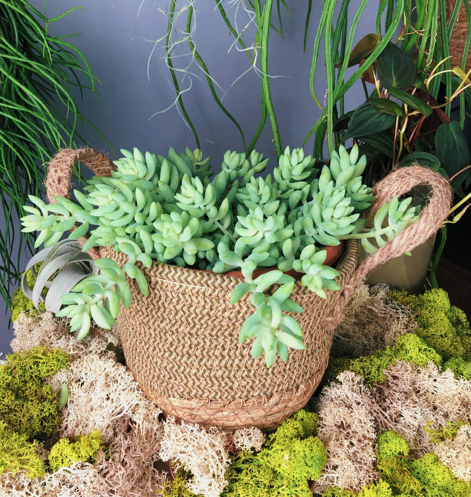 Sedum Morganianum 30cm