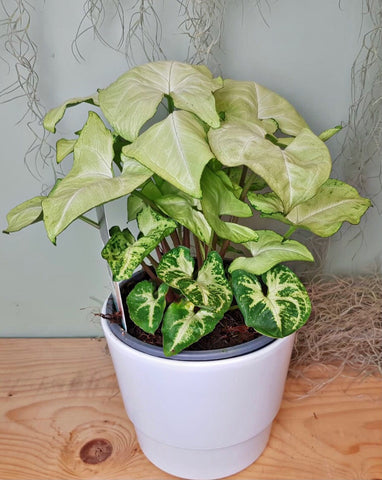 Syngonium White Butterfly 30cm