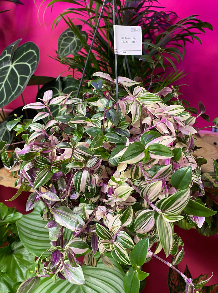 green and purple hanging plant Tradescantia fluminensis Quadricolor 35cm in hanging pot – Green Charm House of Plants