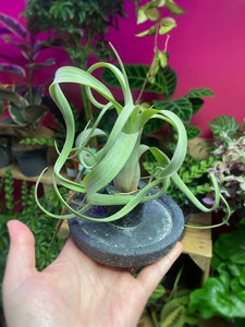 Tillandsia Intermedia x Streptophylla Curly Slim  On Stand 20 cm