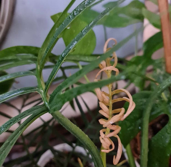 Philodendron Tortum Bipinnatifidum Rare Plant 35cm