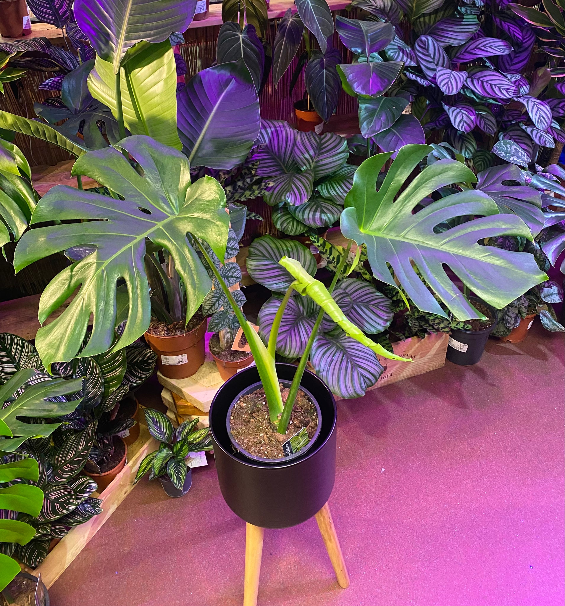 purple monstera plant Monstera Pertusum Large Form Swiss Cheese Plant 90cm -150cm – Green Charm House of Plants