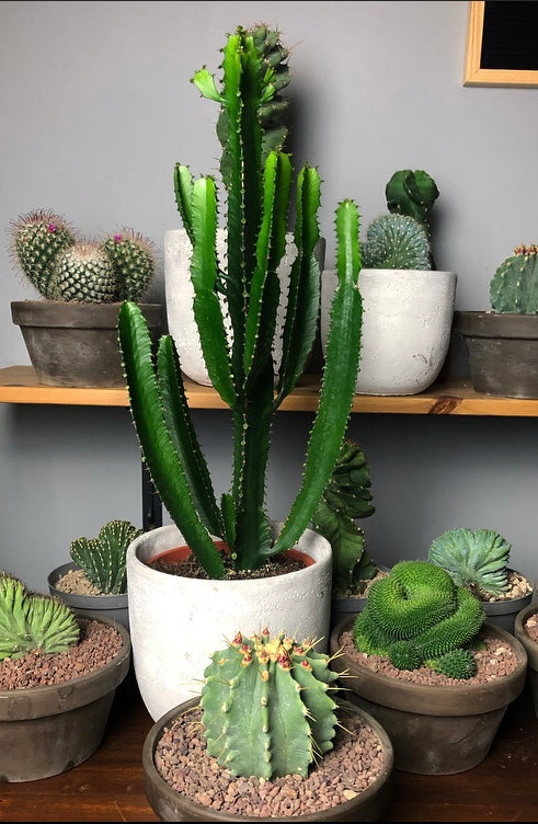 Euphorbia Triangularis Chandelier Tree 