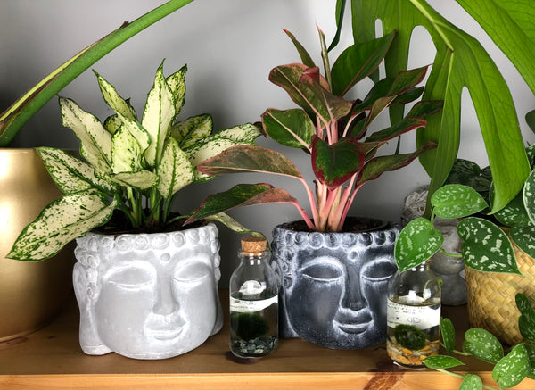 Buddha Head Stone Planter