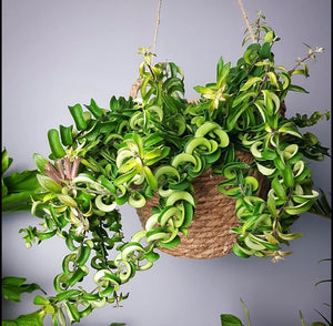 Aeschynanthus Twister Lipstick Vine Trailing Hanging Plant 60 cm