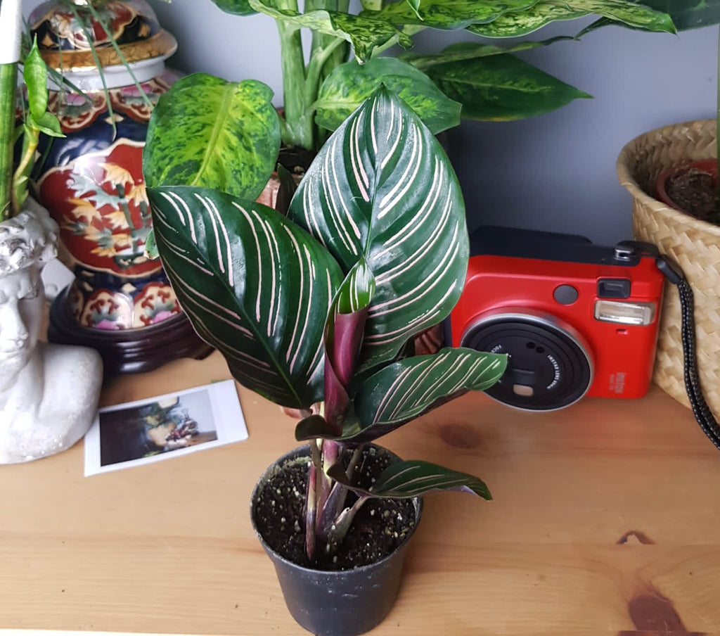 prayer plant pink stripes Calathea Ornata Sanderiana Prayer Plant Pink Stripe 18cm