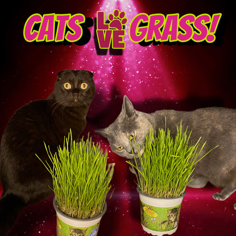 Potted Cat Favourite Grass Ready To Eat Healthy Plant Cat Treats 25cm