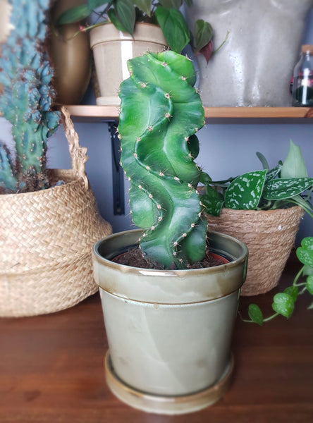 Cereus Forbesii Spiralis Spiral Cactus Twisted Cereus Beginner Friendly Houseplant 30 cm