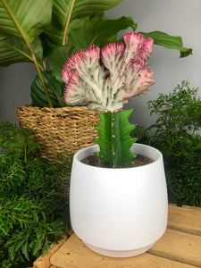 Euphorbia Lactea Coral Cactus 25 cm