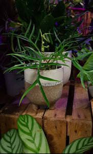 Philodendron Tortum Bipinnatifidum Rare 