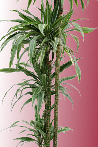 Dracaena Deremensis Warneckii 110 cm