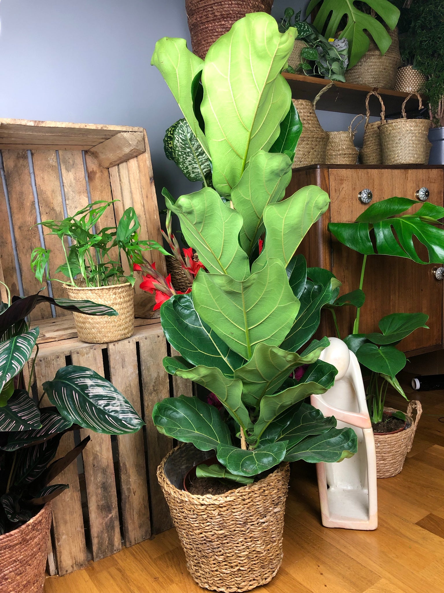 Ficus Lyrata - Fiddle Leaf Fig 110 cm