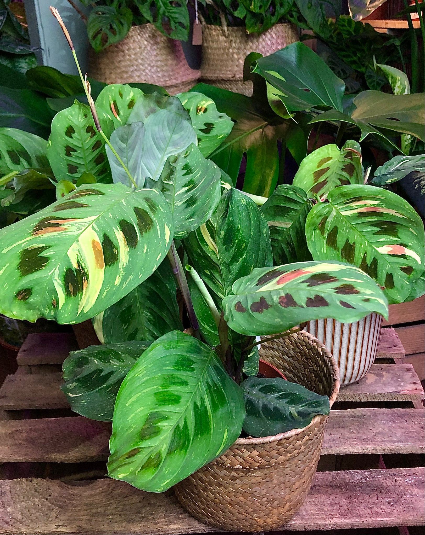 Maranta Leuconeura Variegata Prayer Plant 30 cm