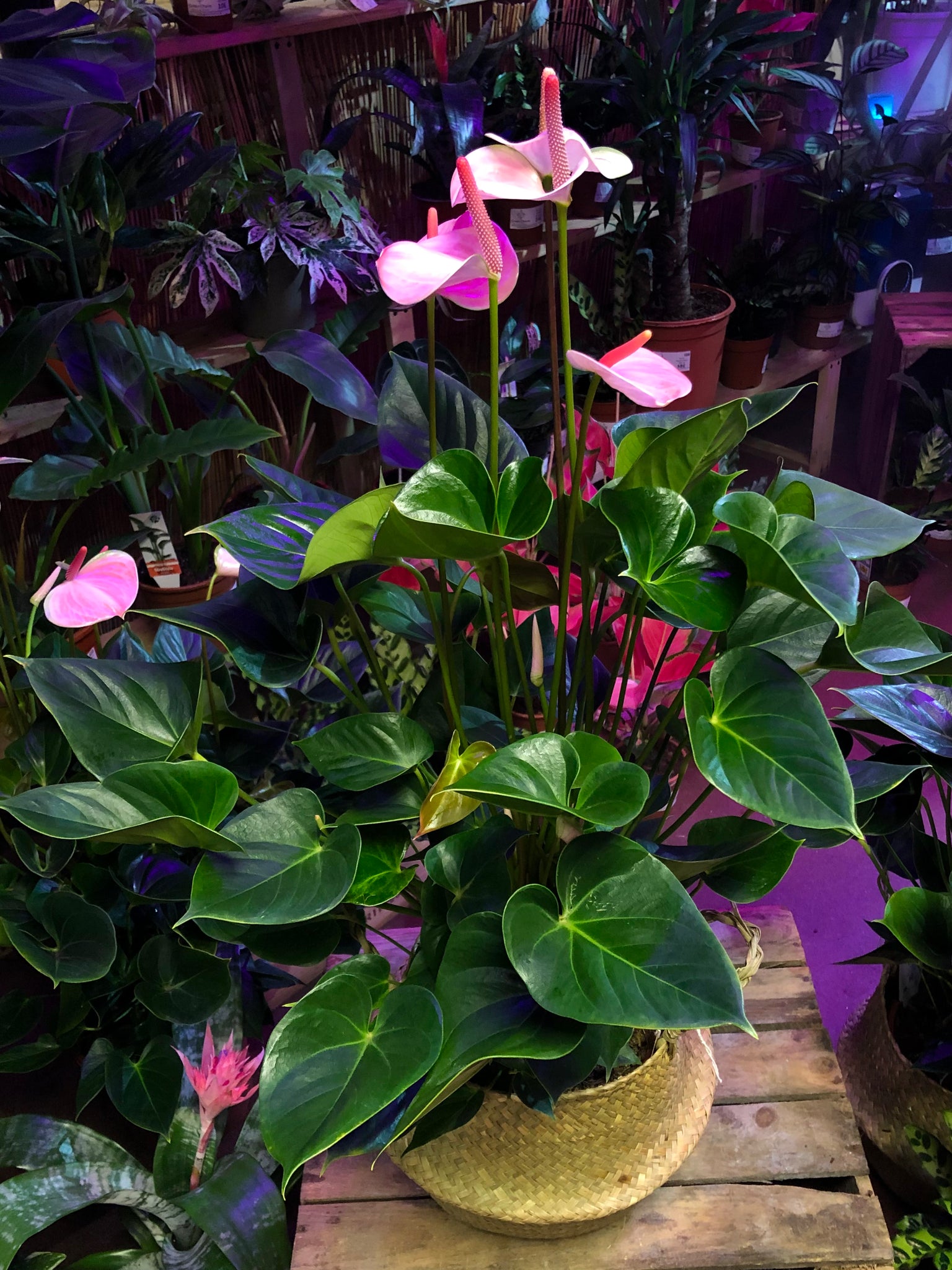 lady jane anthurium price in sri lanka Anthurium Attractive Love Famingo Plant 90cm – Green Charm House of Plants