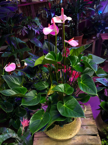 Anthurium Attractive Love Famingo Plant  90cm