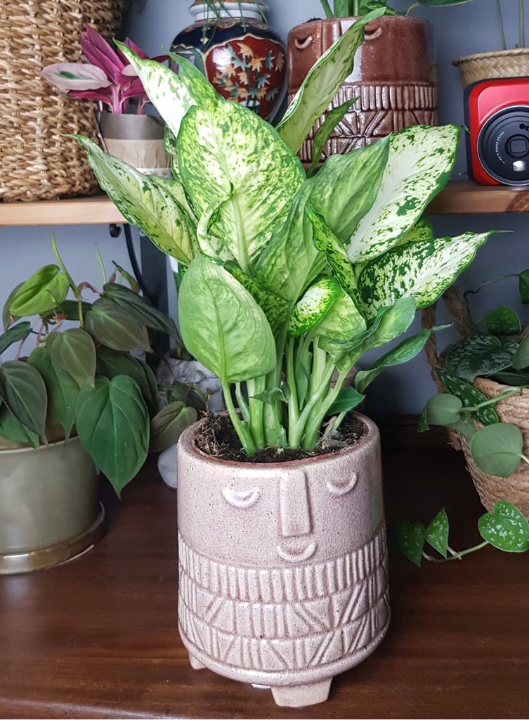 amy dieffenbachia Dieffenbachia Amy Dumb Cane 40 cm – Green Charm House of Plants