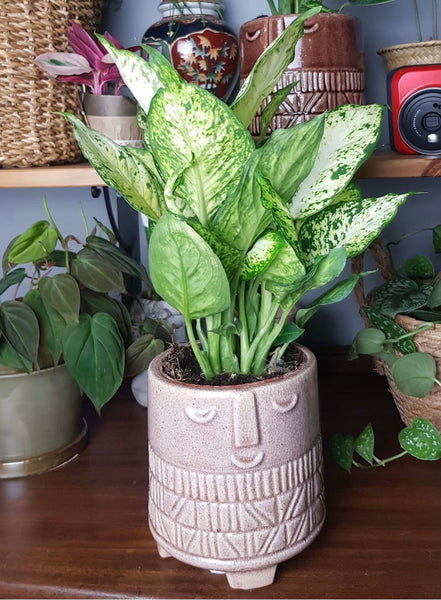 Dieffenbachia Amy Dieffenbachia Amy Dumb Cane