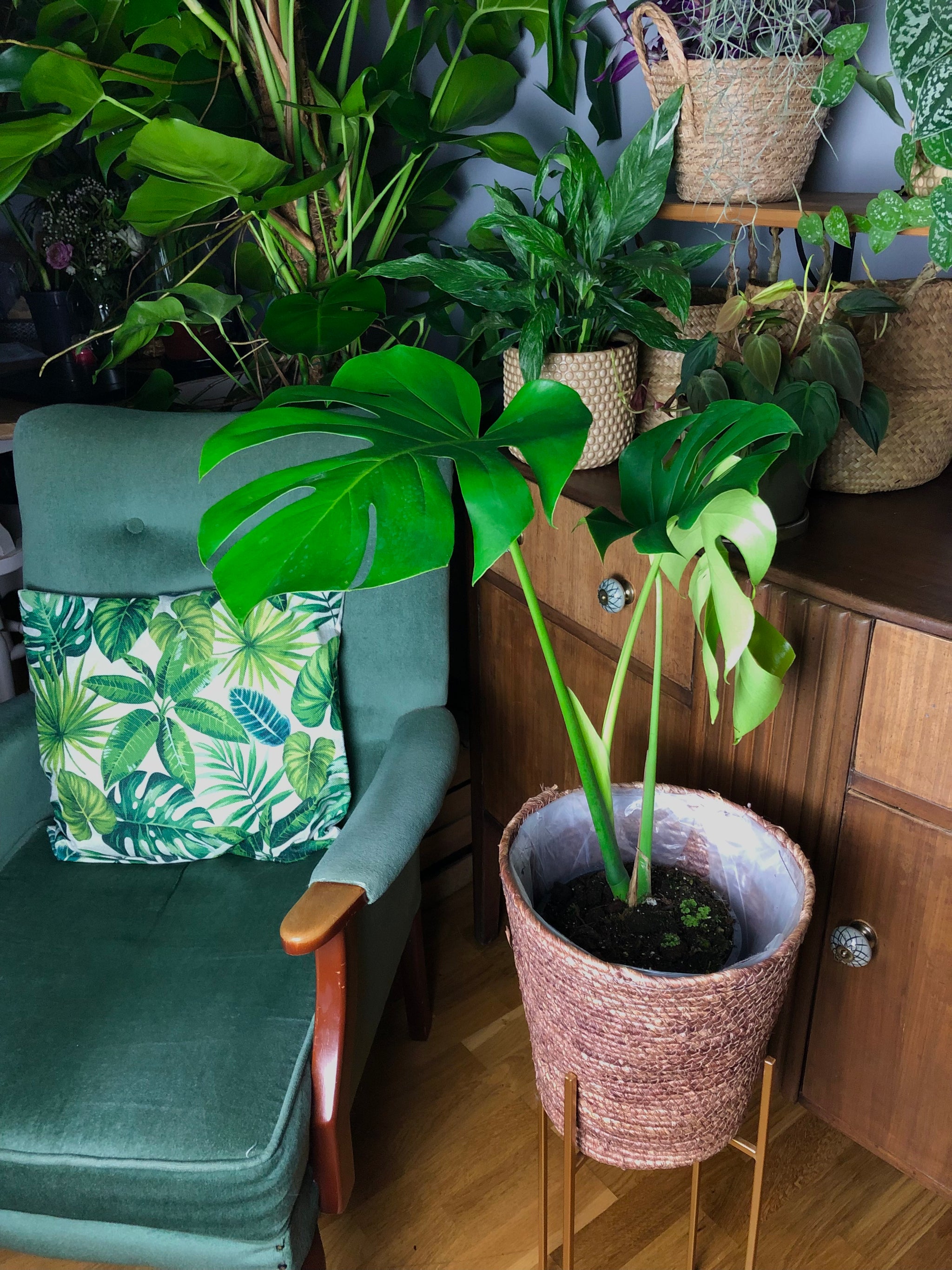 monstera deliciosa pertusum Monstera Pertusum Large Form Swiss Cheese Plant 90cm -150cm – Green Charm House of Plants