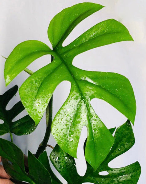 Rhaphidophora tetrasperma - Philodendron Minima - Mini Monstera 50cm